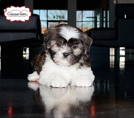 Dreamy Puppy Chantilly Reviews